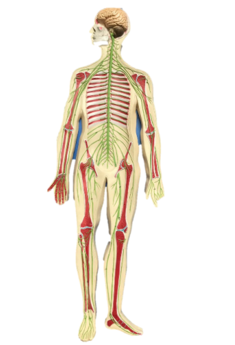 Elevated model of Nervous system